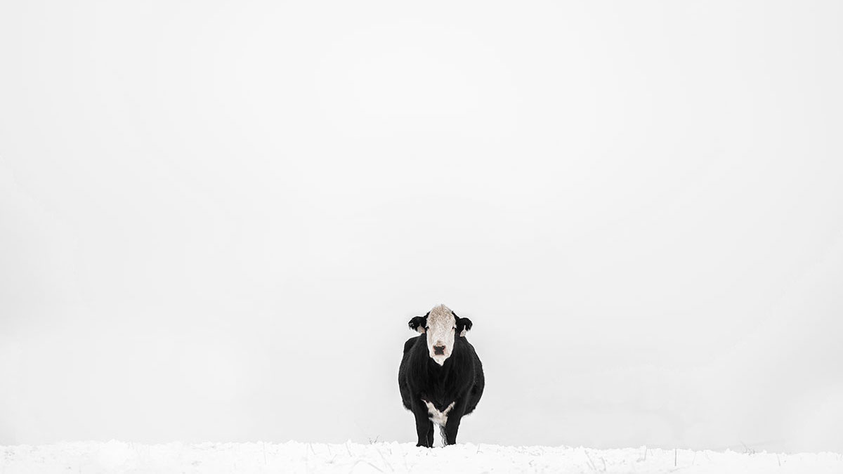 Black baldie cow in snow what do cattle eat