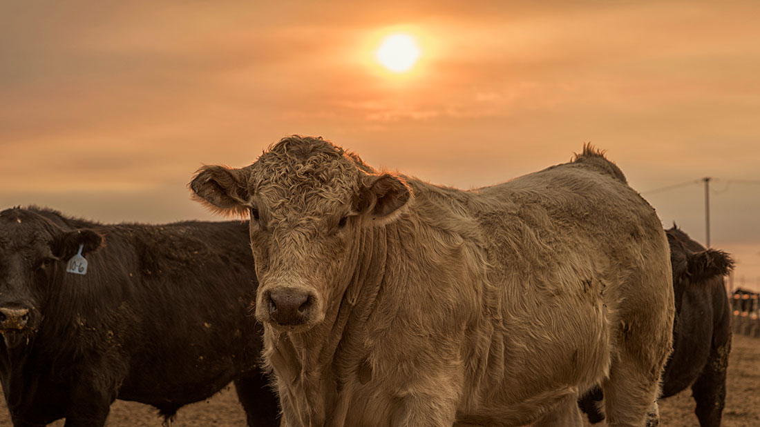 charlais cattle in the morning sun feedyard sunrise 