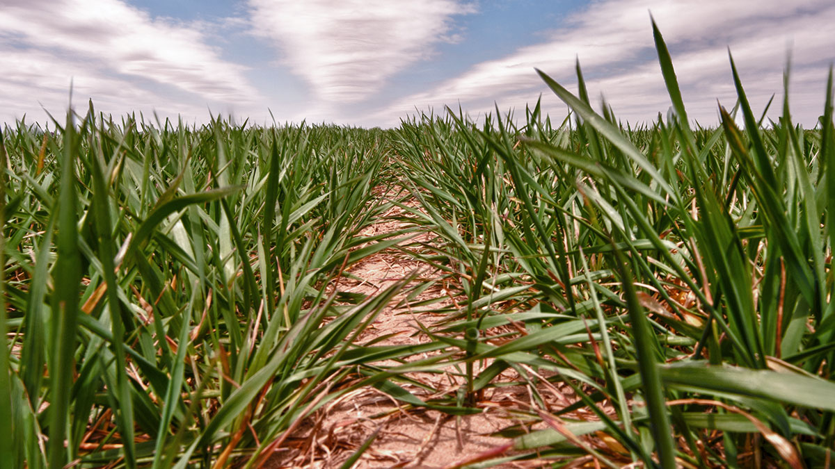 What Do Cattle Eat in the Winter