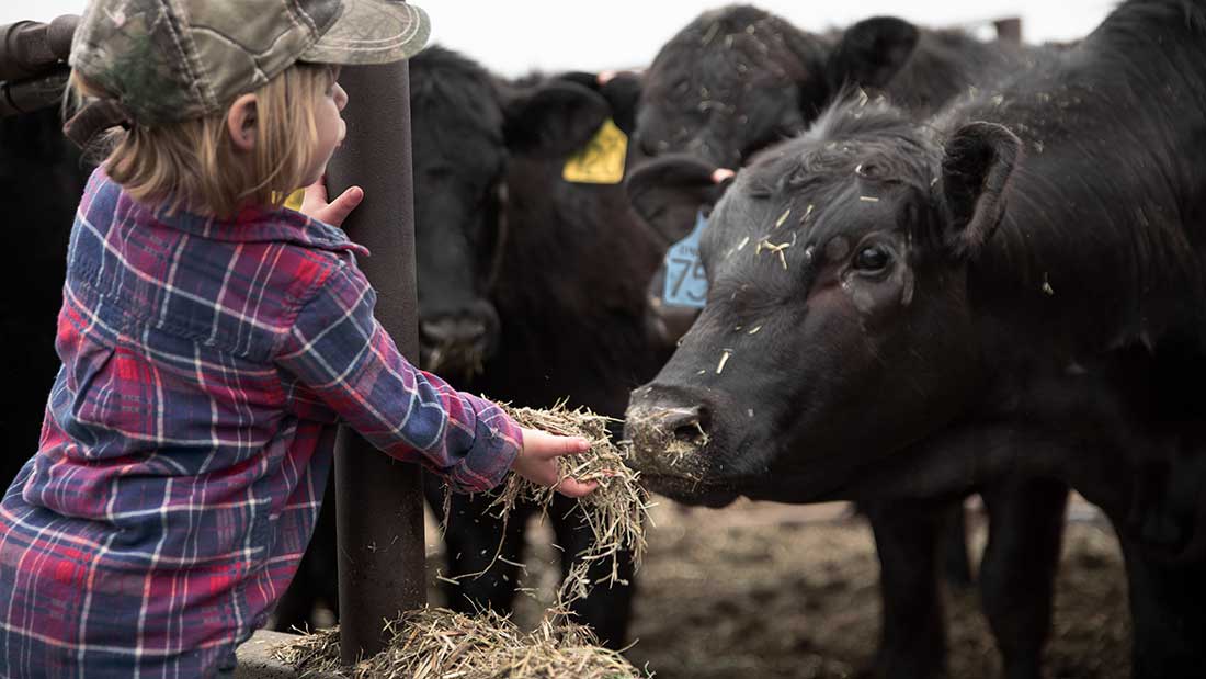 The Kraffts Family Beef Farm in Kansas