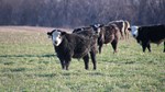 black baldie calf grazing winter wheat