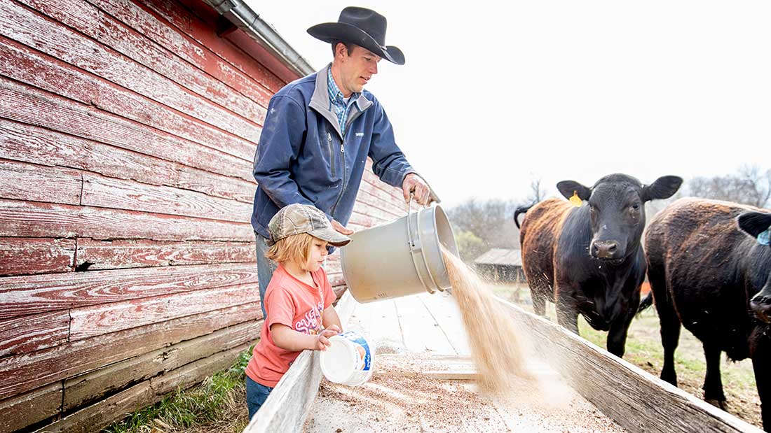 Kansas farm girl feeds cattle grain with father