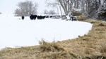 truck feeding cattle in winter