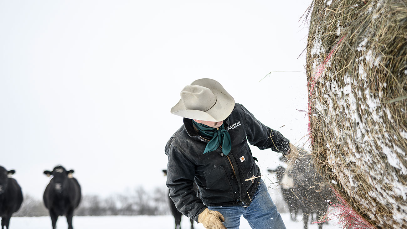 rancher cutting hay bales on truck feeding winter