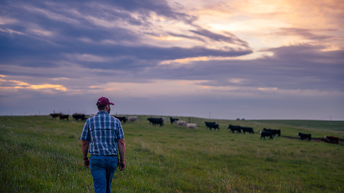 rancher checking on health of cattle in pasture