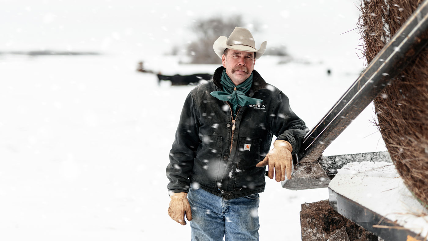 rancher in snow storm feeding cows hay