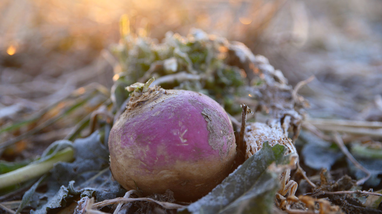 What Do Cattle Eat in the Winter