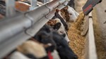 cattle eating at the feed bunk