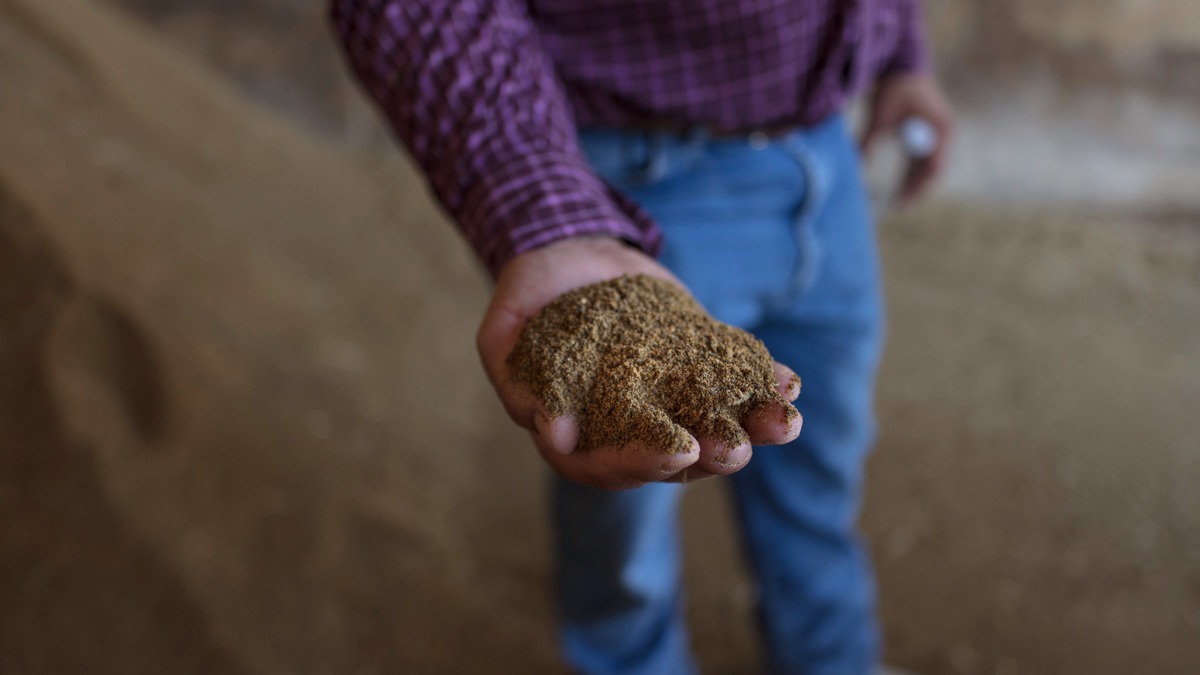 Cattle feed ration