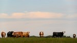 cows in pasture