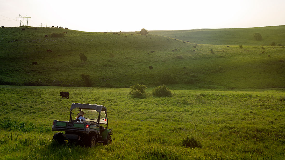 rancher checking cattle in Kansas