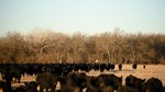 cattle on cover crops