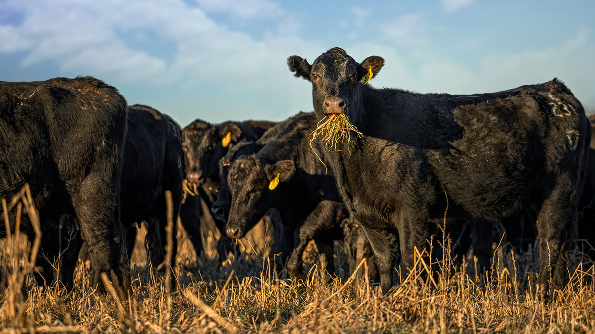 cow eating residue