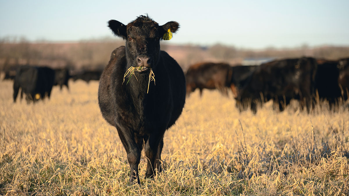 cow grazing on residue