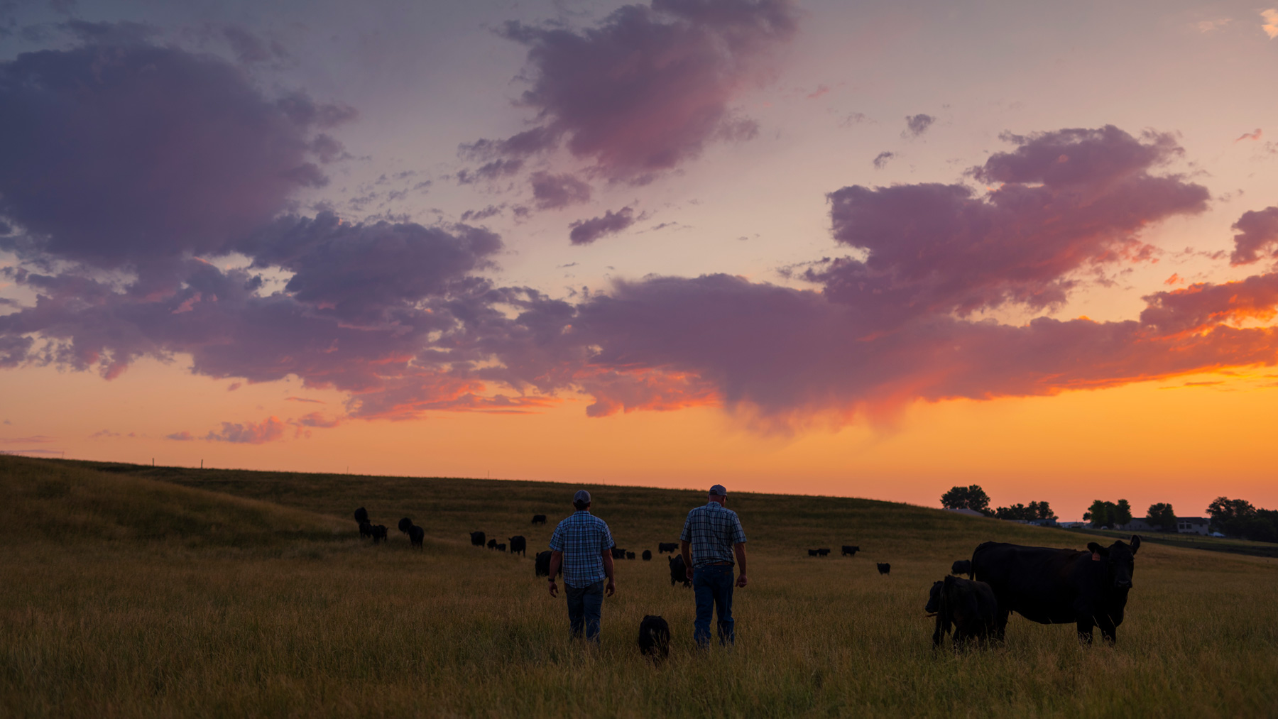Ranchers walking in pasture with cows