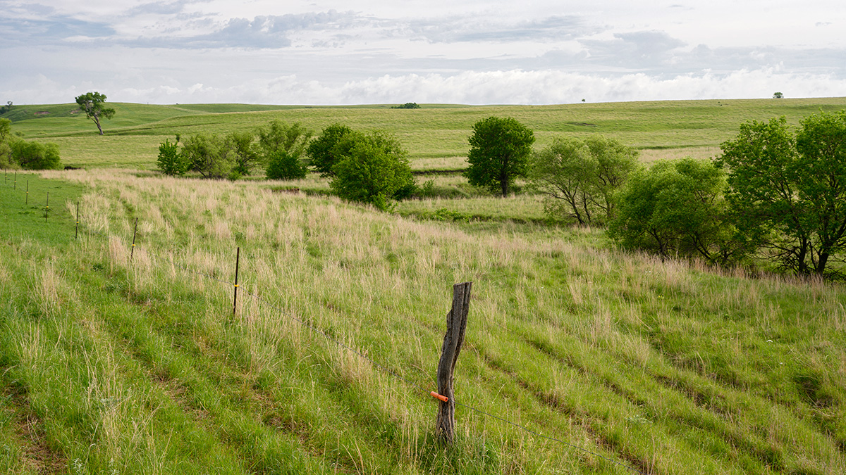 burning pastures 