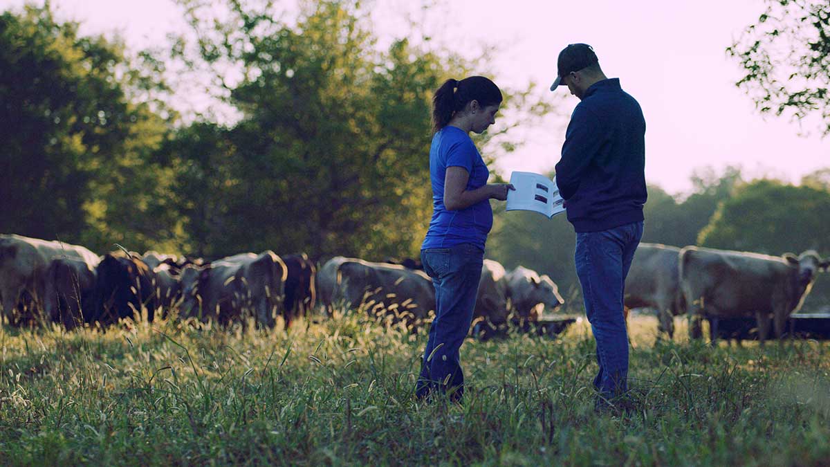 Cattle care beef quality assurance kansas