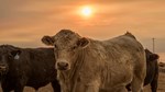 Charlais-Cattle-in-Kansas-Feedlot