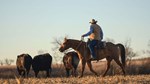 cowboy moving cattle