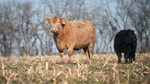 cow eating corn residue