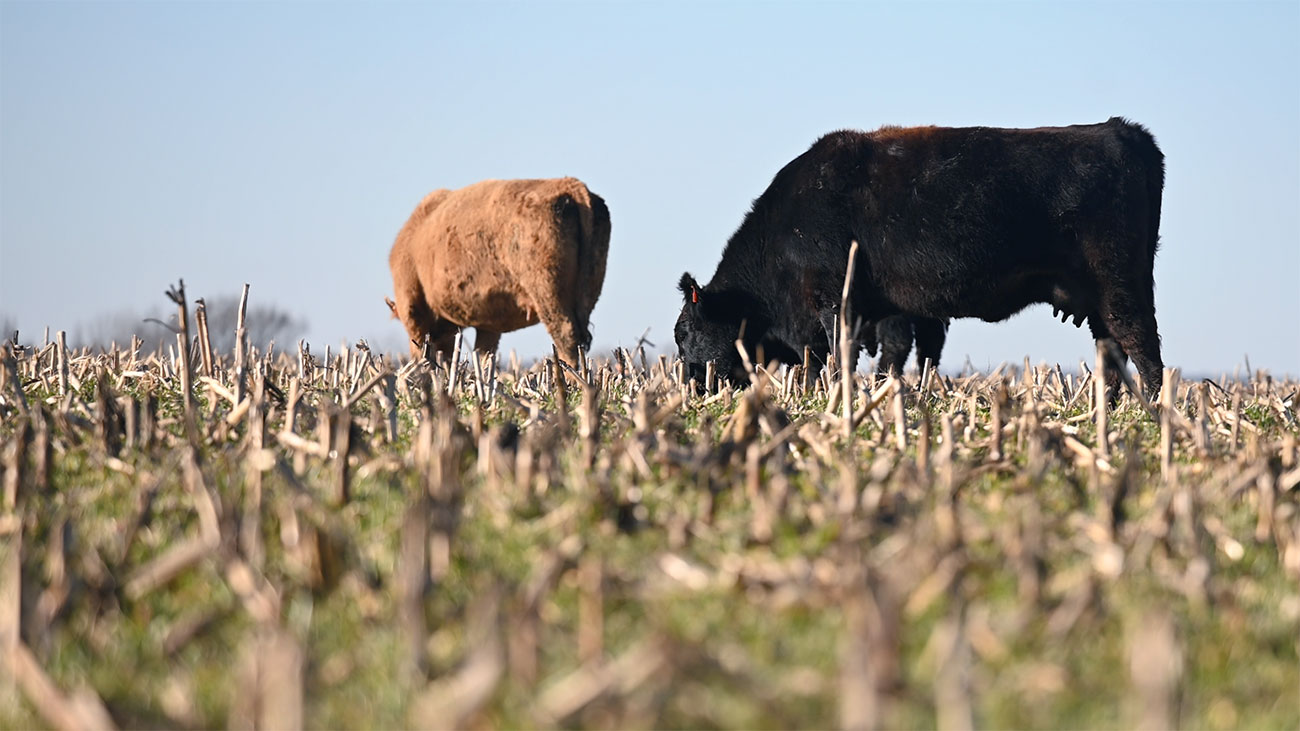 cattle grazing corn residue