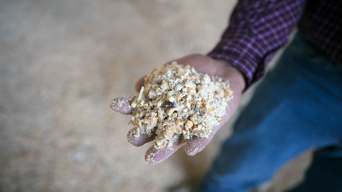 distillers distillers grain