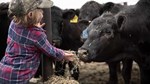 kid feeding cattle hay