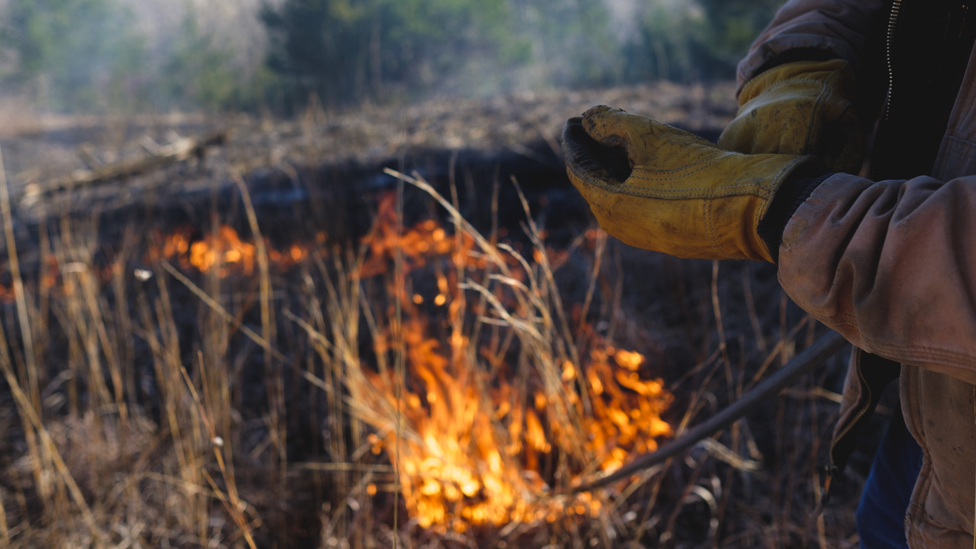 A rancher conducting a prescribed burn