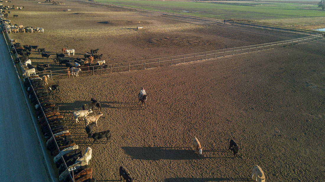 pen-rider-in-feedlot-kansas drone shot DJI pen rider feedlot kansas