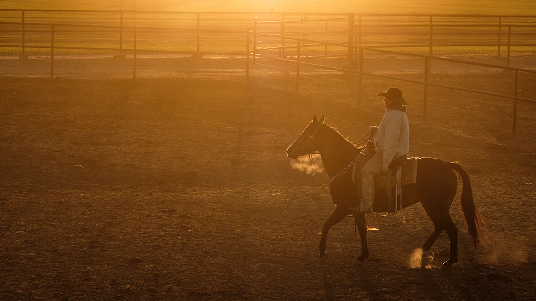 pen-rider-in-feedyard-kansas-sunrise Pen rider in sunshine