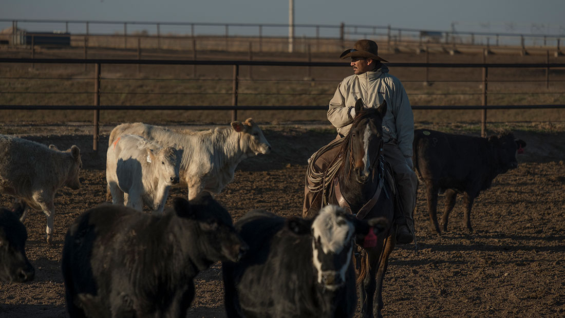 pen rider looking at cattle in feedyard kansas beef