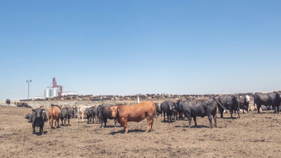 cattle feedlot