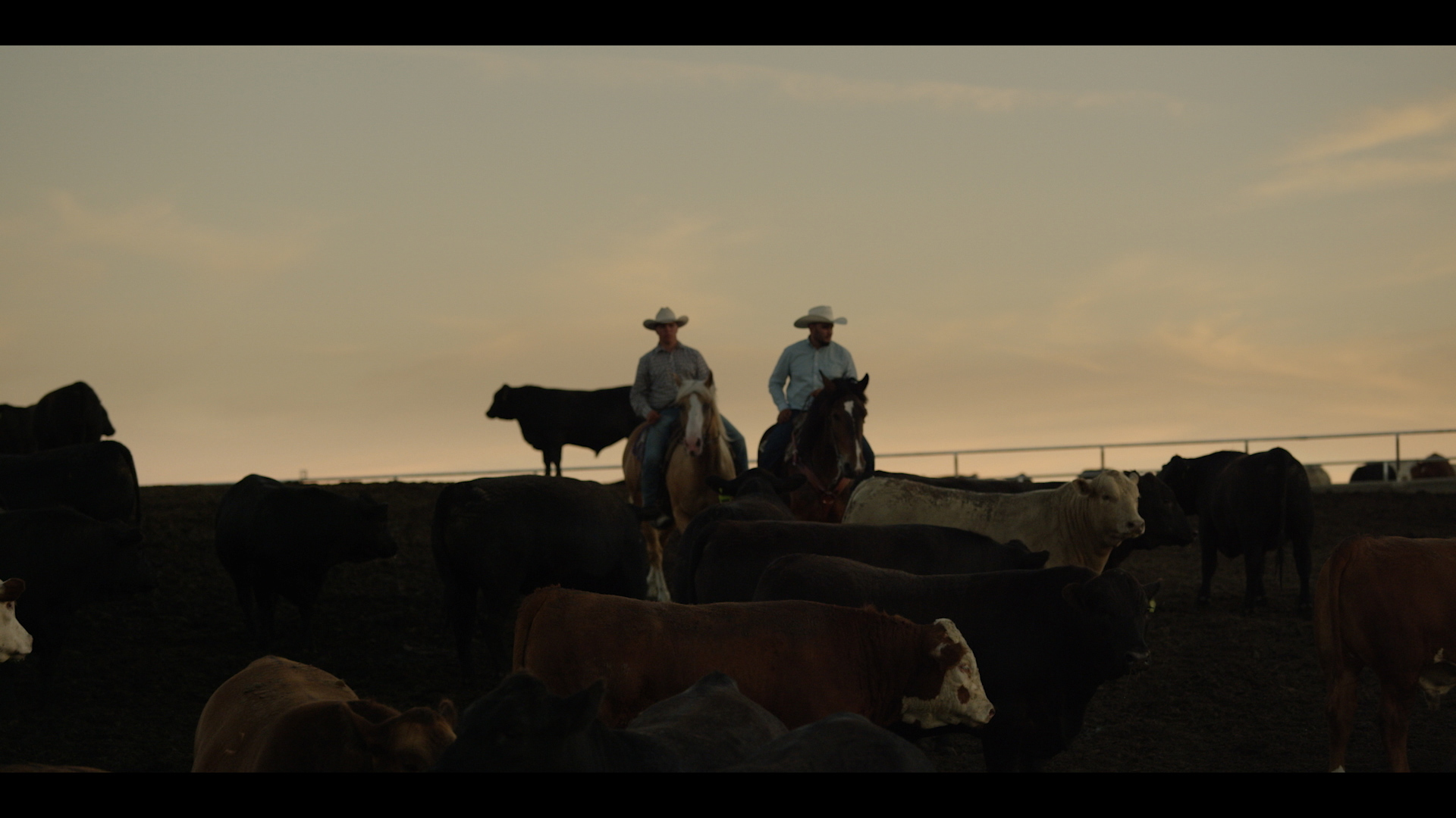 Pen rider cattle care feedyard feed lot feedlot