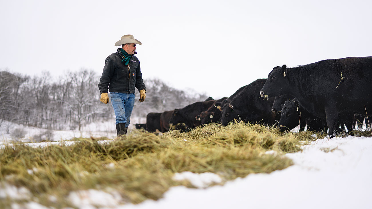 rancher-feeding-cattle-hay-winter-2 rancher checking on cattle during winter