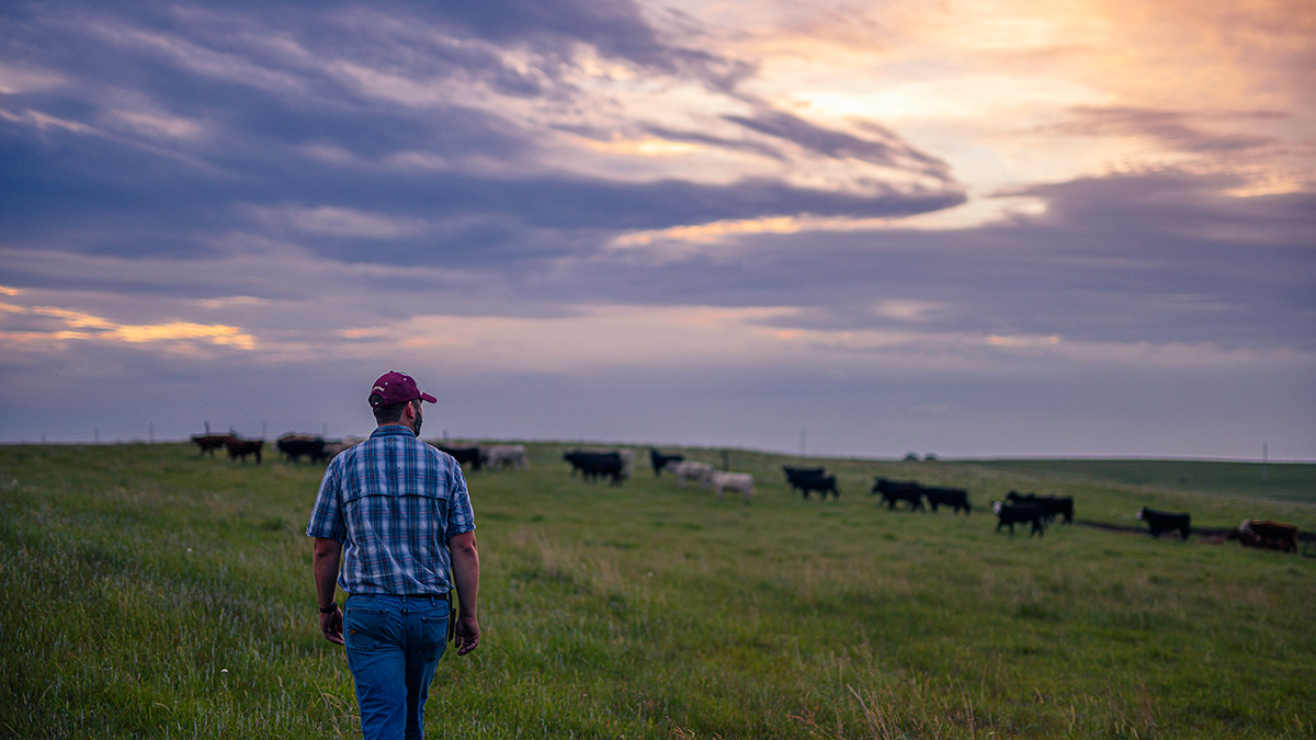 rancher-in-field-checking-cattle rancher checking on health of cattle in pasture