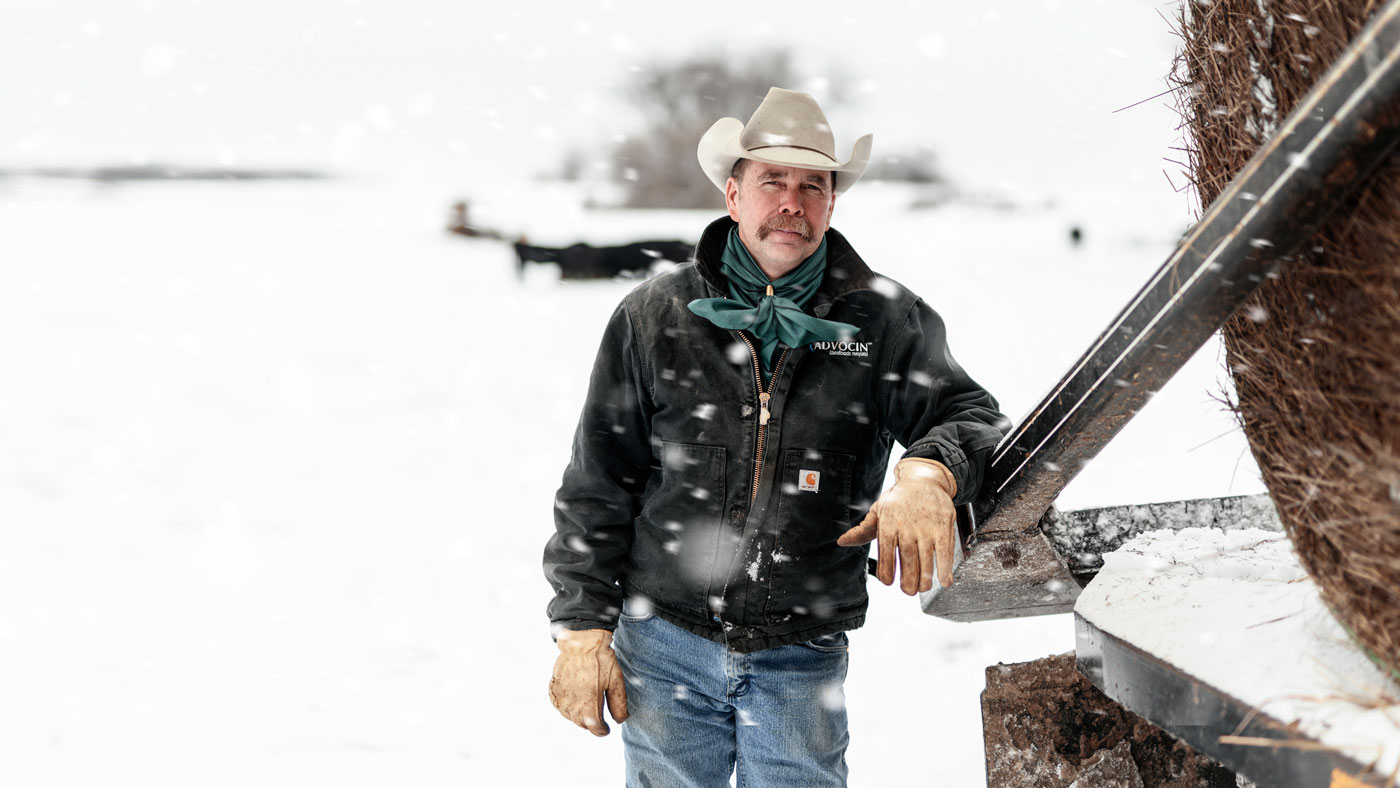 rancher-in-snow-storm rancher in snow storm feeding cows hay