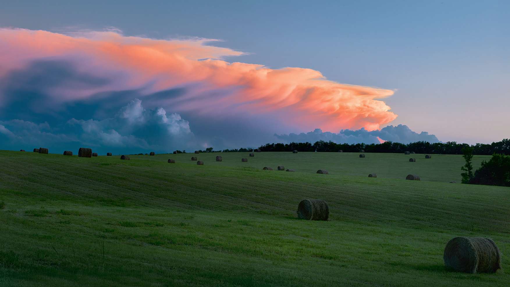 Round bales being ready for harvest