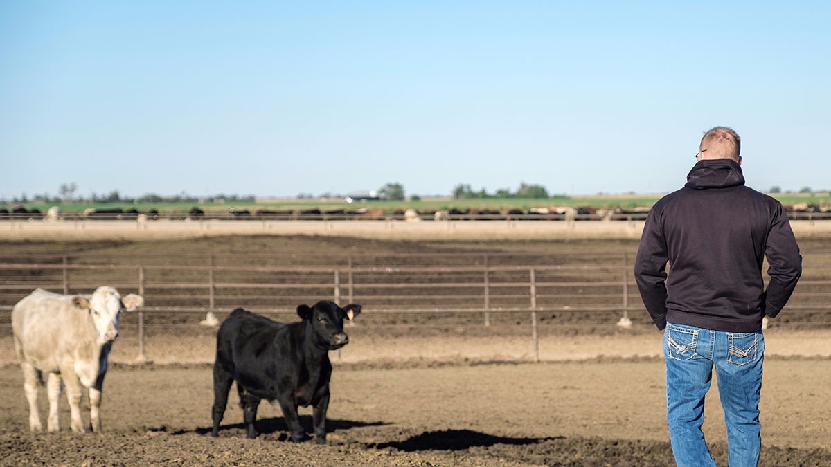 veterinarian-walking-along-cows-doing-health-checks