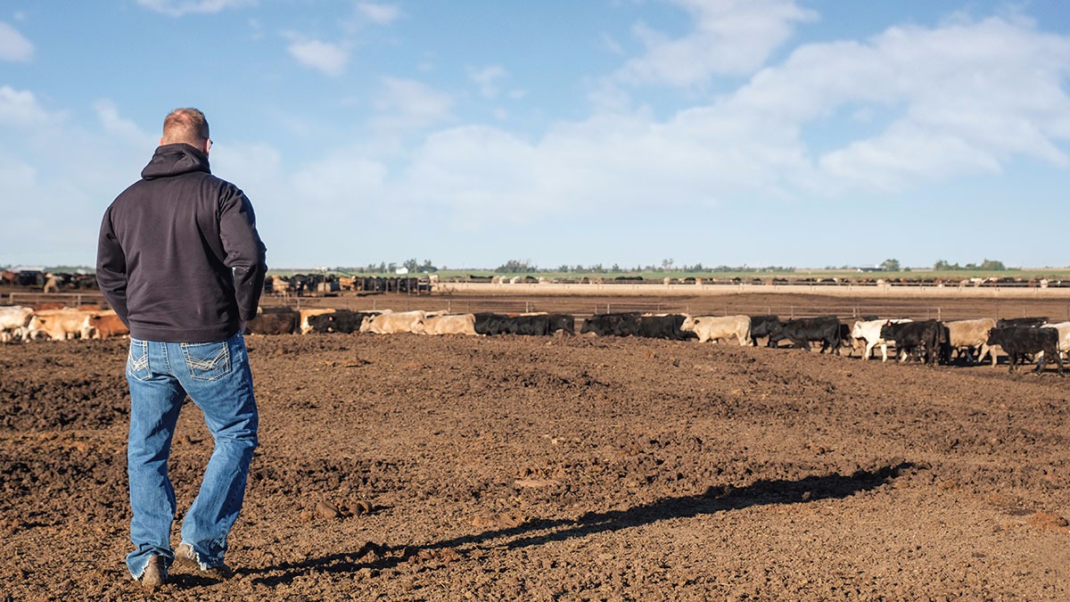 Veterinarian walking with cattle at a feed lot