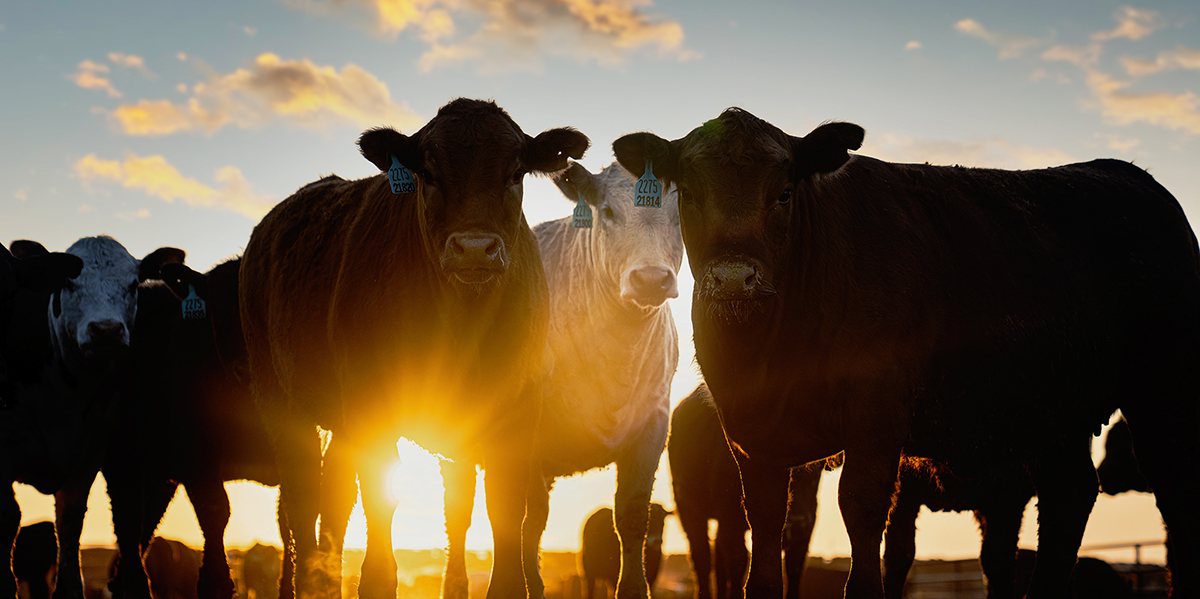 web_dsc1697.jpg cattle at a feedyard