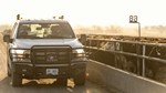 truck drives through feed yard kansas 