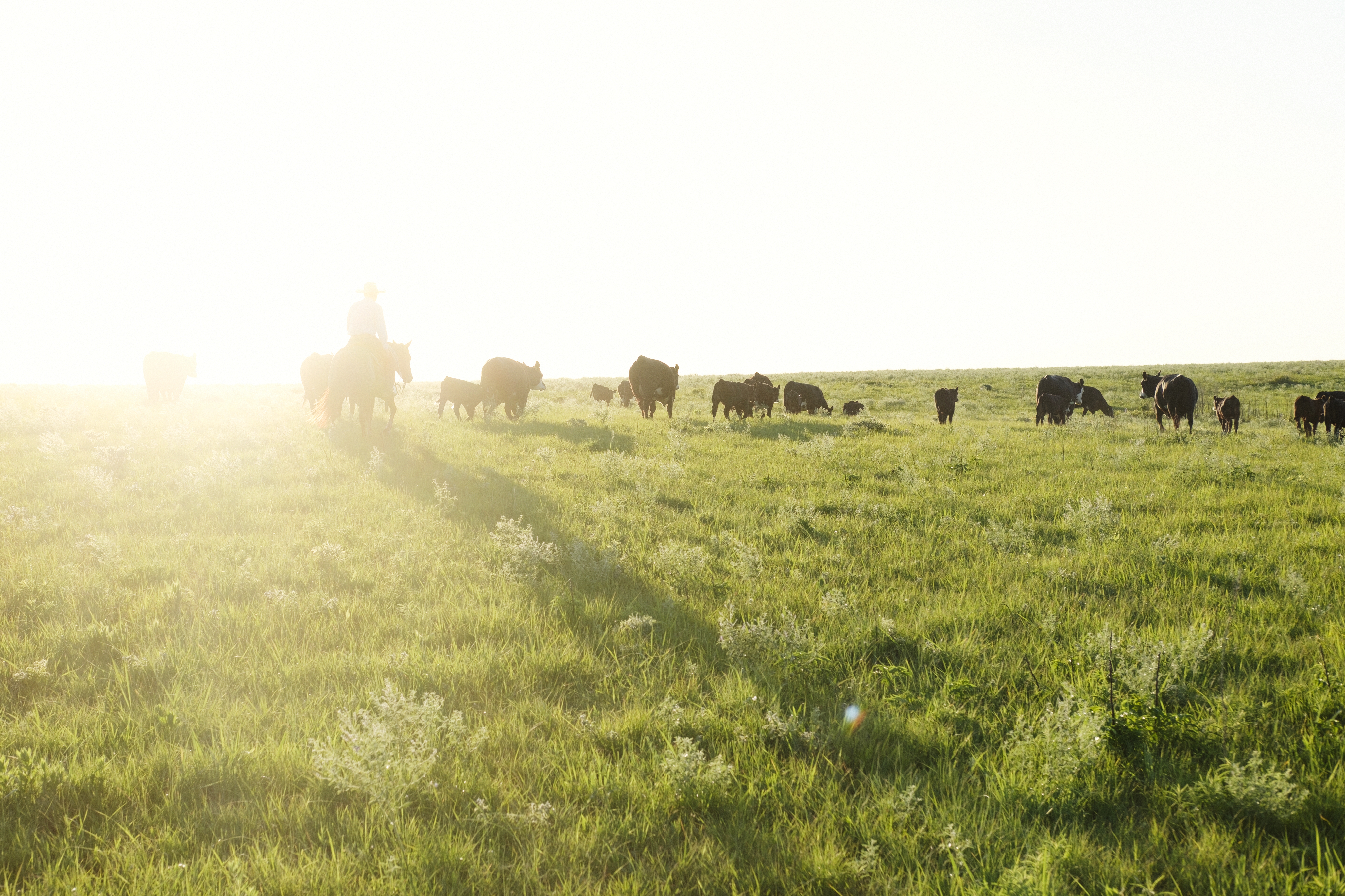 Kansas Beef Council Celebrates May as Beef Month