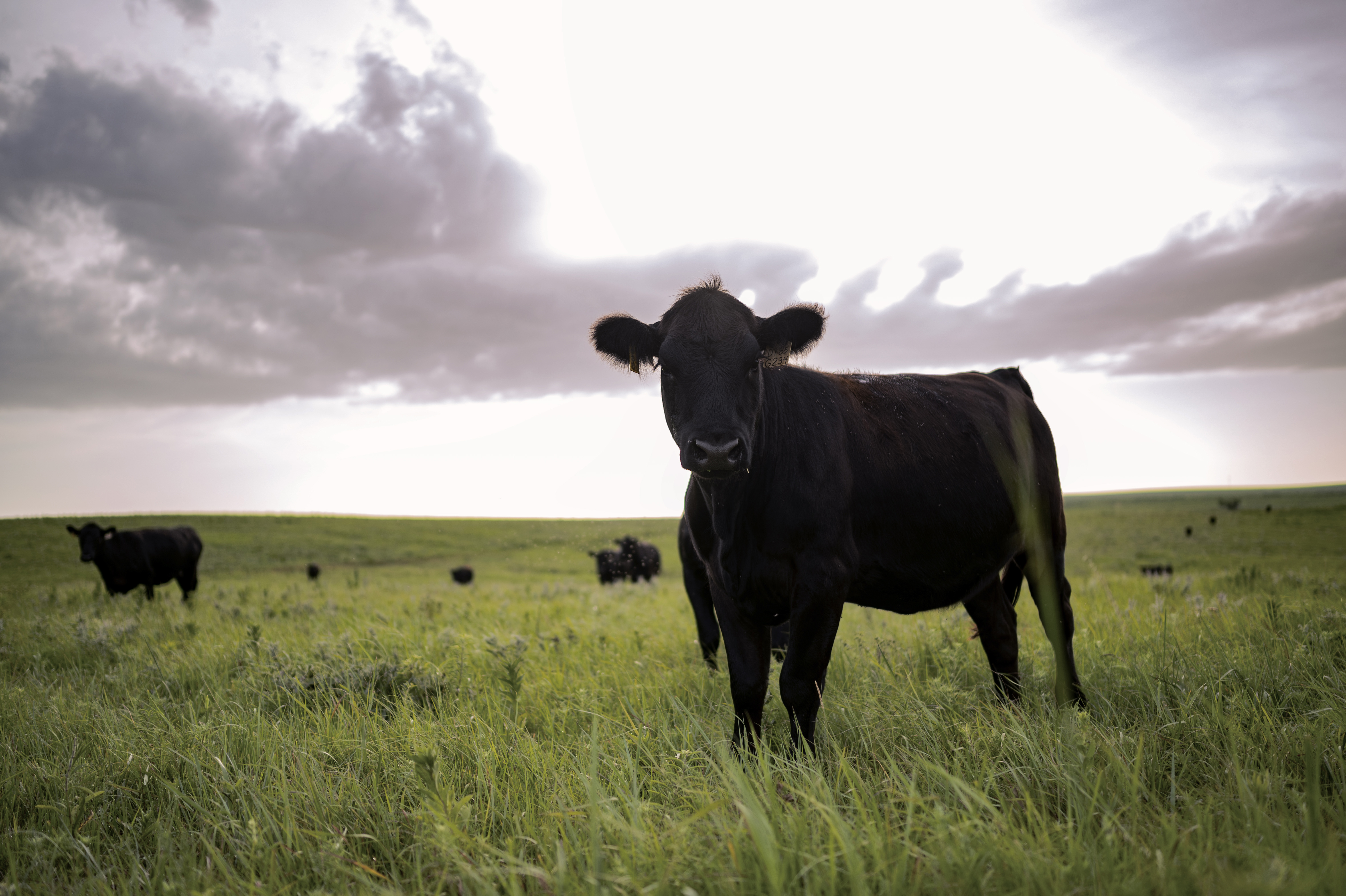 Kansas Beef Council Announces Spring BQA Trainings 